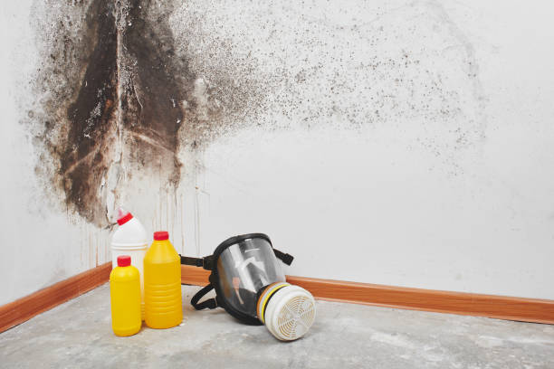 Best Local Mold Removal Service  in Newark, NJ