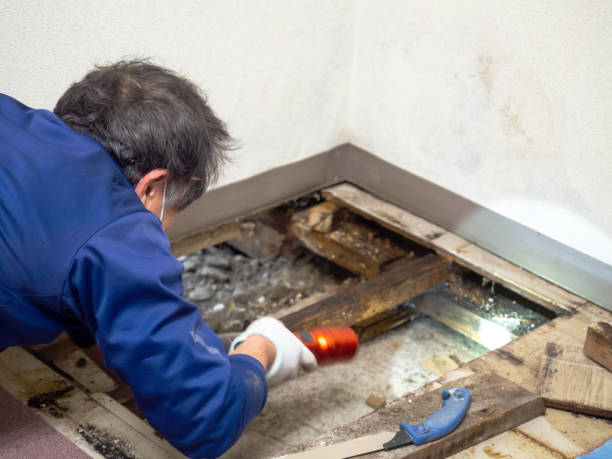 Best Mold Damage Repair  in Newark, NJ