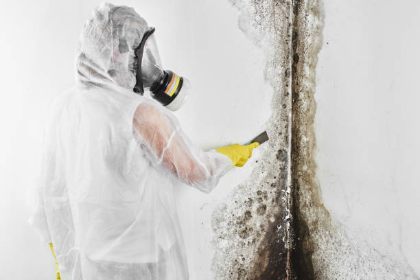 Best Mold Cleaning Services  in Newark, NJ