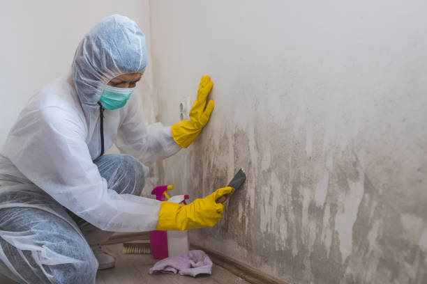 Certified Mold Removal in Newark, NJ