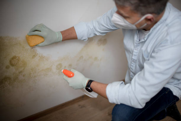 Best Toxic Mold Removal  in Newark, NJ