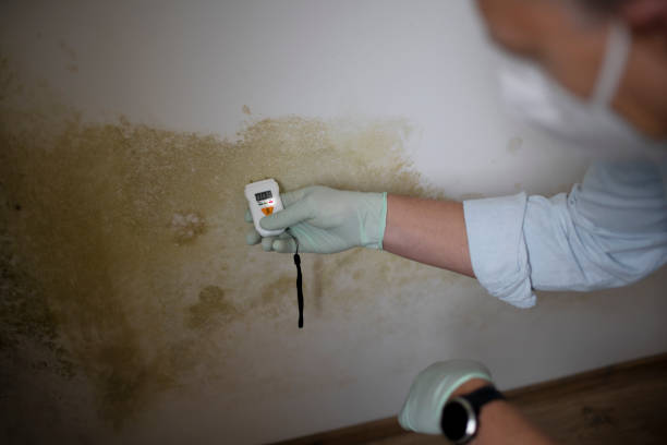 Best Local Mold Removal Service  in Newark, NJ