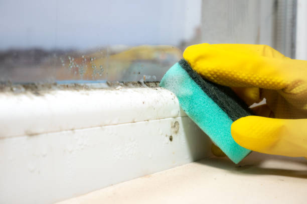 Best Same-Day Mold Removal  in Newark, NJ