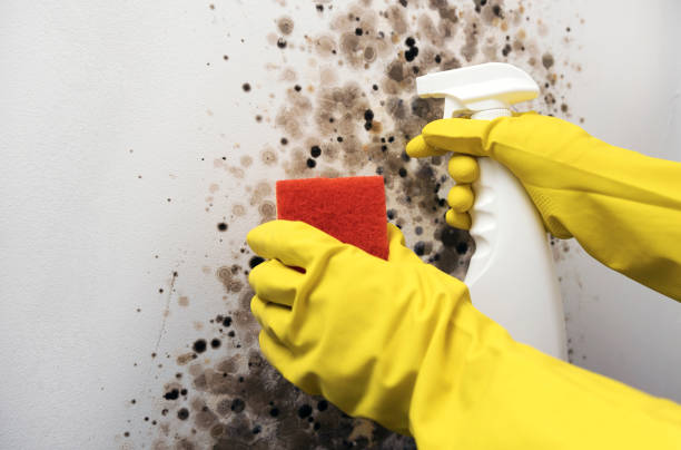 Best Professional Mold Removal  in Newark, NJ