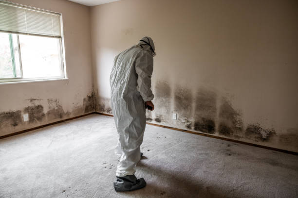  Newark, NJ Mold Removal Pros